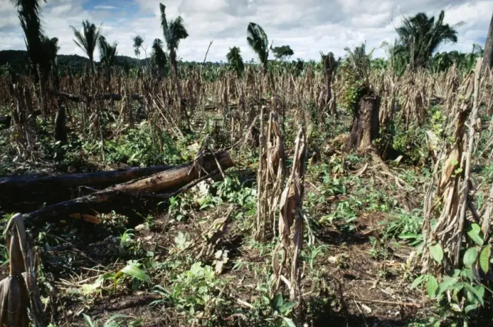 Framed Print : Deforestation - slash & burn with secondary growth to be reburned before planting, Central America Framed Print : Deforestation - slash & burn with secondary growth to be reburned before planting, Central America