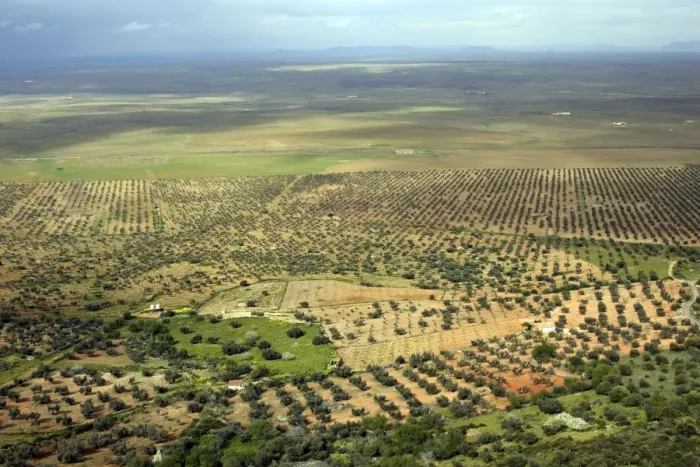 Framed Print : Dehesa landscape with Olive Groves and Oak Trees Benquerencia de la serena, Extremadura. Spain