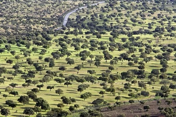 Dehesa Landscape - view from Sierra de San Pedro, Extremadura, Spain