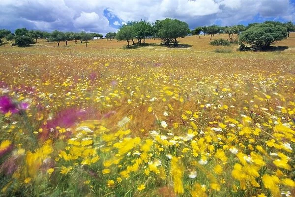 Dehesa Landscape - wild flowers Portugal