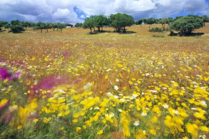 Framed Print : Dehesa Landscape - wild flowers Portugal Framed Print : Dehesa Landscape - wild flowers Portugal