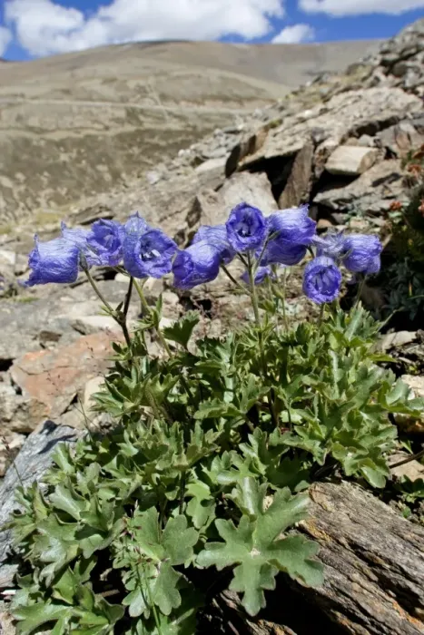 Framed Print : Delphinium cashmerianum - Ladakh, India Framed Print : Delphinium cashmerianum - Ladakh, India