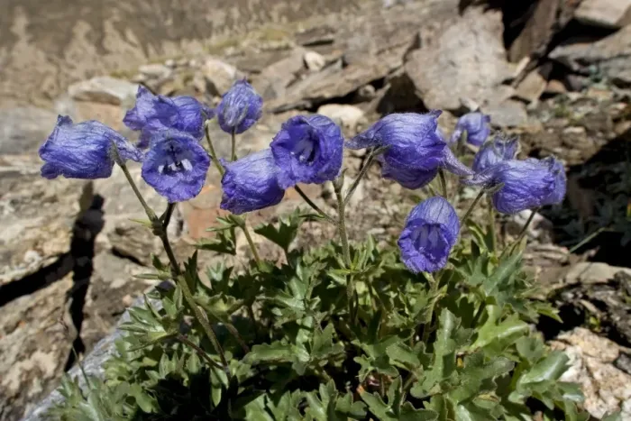 Framed Print : Delphinium cashmerianum - Ladakh, India Framed Print : Delphinium cashmerianum - Ladakh, India