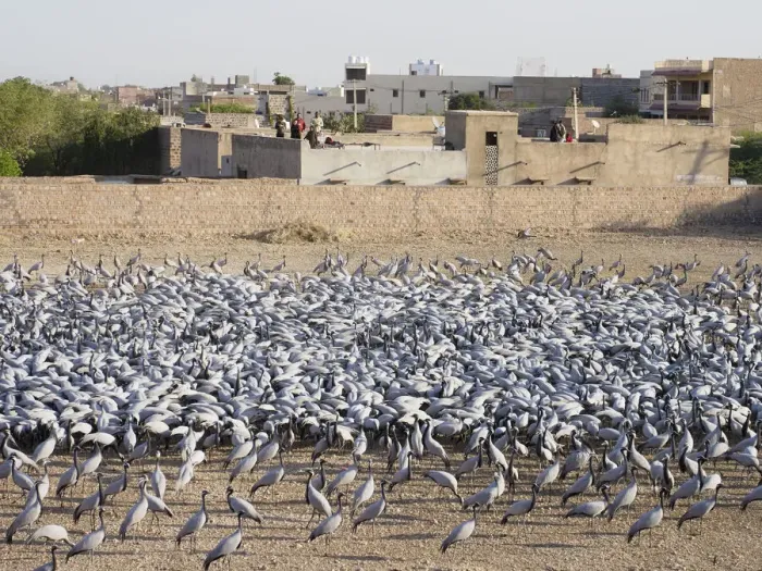 Framed Print : Demoiselle Crane Centre Grus virgo Khichan, Rajasthan, India BI032818