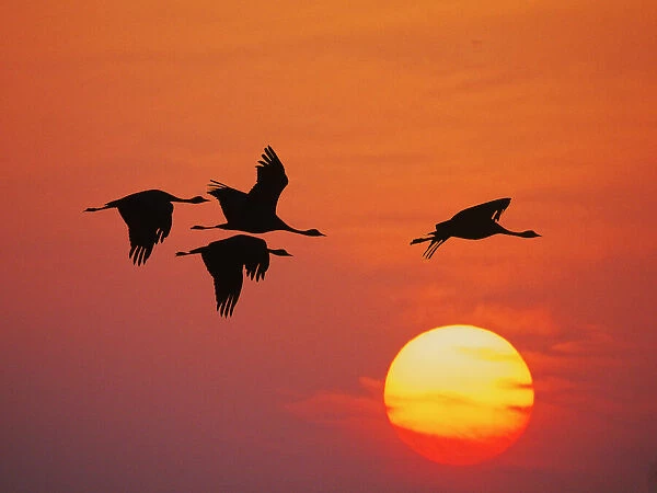 Demoiselle Crane - Dawn flight with Sun Grus virgo Khichan, Rajasthan, India BI032260
