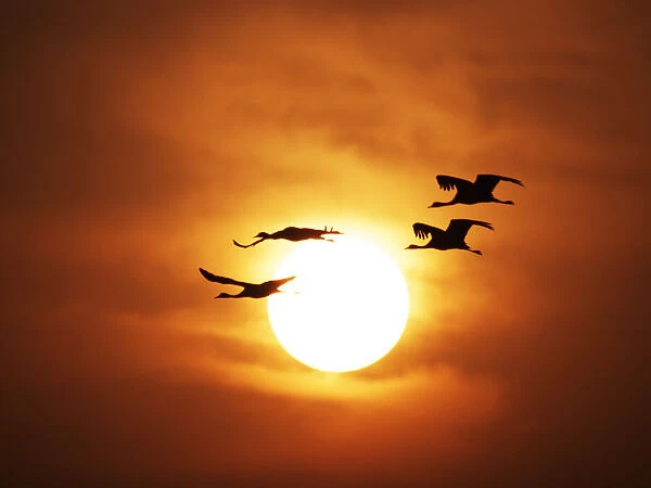 Demoiselle Crane - Dawn flight with Sun Grus virgo Khichan, Rajasthan, India BI032277