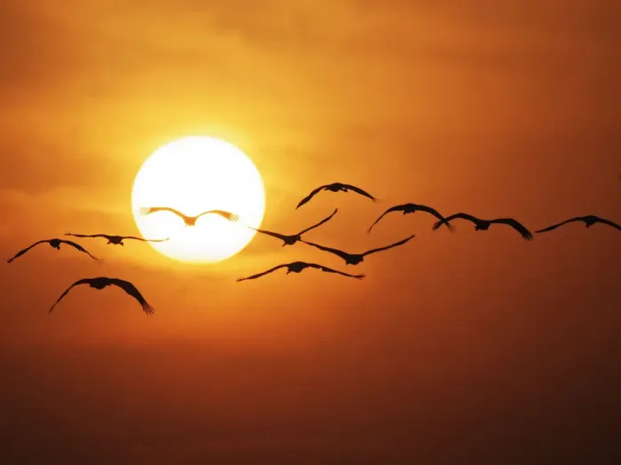 Framed Print : Demoiselle Crane - Dawn flight with Sun Grus virgo Khichan, Rajasthan, India BI032275