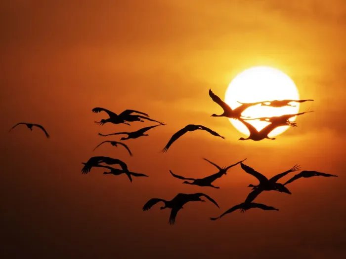 Framed Print : Demoiselle Crane - Dawn flight with Sun Grus virgo Khichan, Rajasthan, India BI032276 Framed Print : Demoiselle Crane - Dawn flight with Sun Grus virgo Khichan, Rajasthan, India BI032276