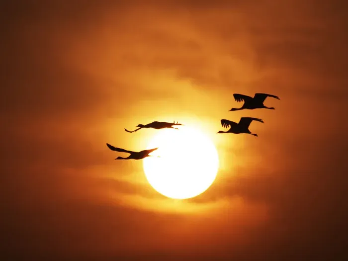 Framed Print : Demoiselle Crane - Dawn flight with Sun Grus virgo Khichan, Rajasthan, India BI032277 Framed Print : Demoiselle Crane - Dawn flight with Sun Grus virgo Khichan, Rajasthan, India BI032277