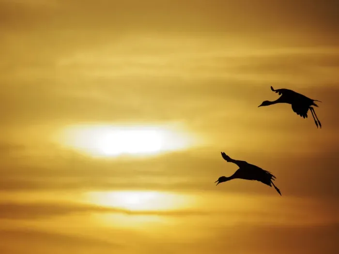 Framed Print : Demoiselle Crane - Dawn flight against yellow sky Grus virgo Khichan, Rajasthan, India BI032321 Framed Print : Demoiselle Crane - Dawn flight against yellow sky Grus virgo Khichan, Rajasthan, India BI032321