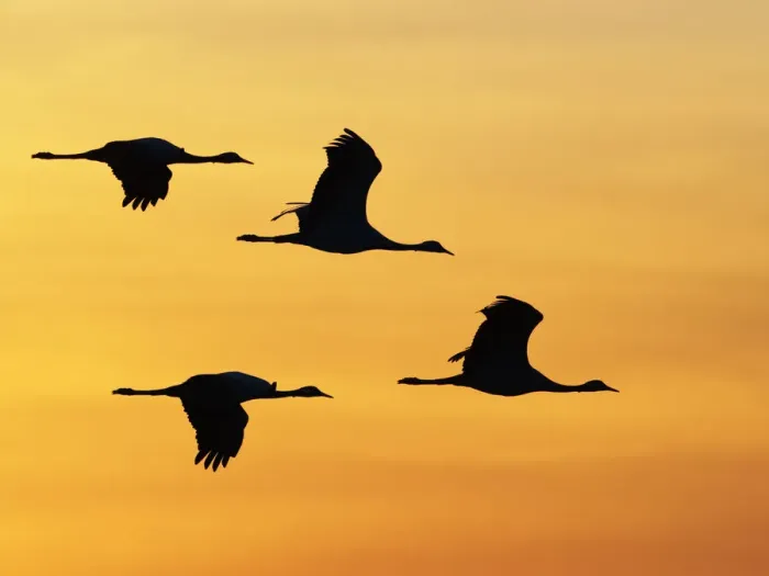Framed Print : Demoiselle Crane - Dawn flight against yellow sky Grus virgo Khichan, Rajasthan, India BI032325 Framed Print : Demoiselle Crane - Dawn flight against yellow sky Grus virgo Khichan, Rajasthan, India BI032325