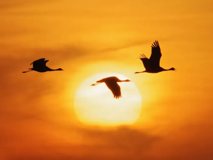 Framed Print : Demoiselle Crane - in flight at Sunset Grus virgo Khichan, Rajasthan, India BI032501 Framed Print : Demoiselle Crane - in flight at Sunset Grus virgo Khichan, Rajasthan, India BI032501