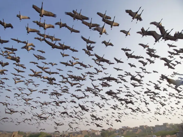 Framed Print : Demoiselle Crane - flocks circling feeding centre Grus virgo Khichan, Rajasthan, India BI032470 Framed Print : Demoiselle Crane - flocks circling feeding centre Grus virgo Khichan, Rajasthan, India BI032470