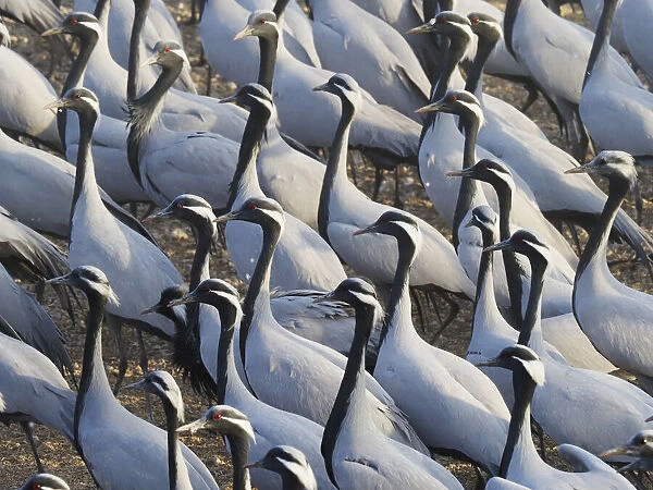 Demoiselle Crane - Massed flock at feeding station Grus virgo Khichan, Rajasthan, India BI032784