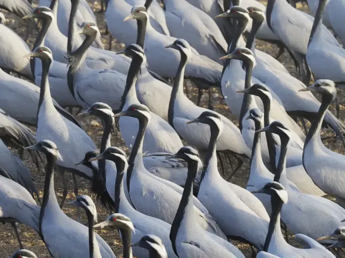 Framed Print : Demoiselle Crane - Massed flock at feeding station Grus virgo Khichan, Rajasthan, India BI032784 Framed Print : Demoiselle Crane - Massed flock at feeding station Grus virgo Khichan, Rajasthan, India BI032784