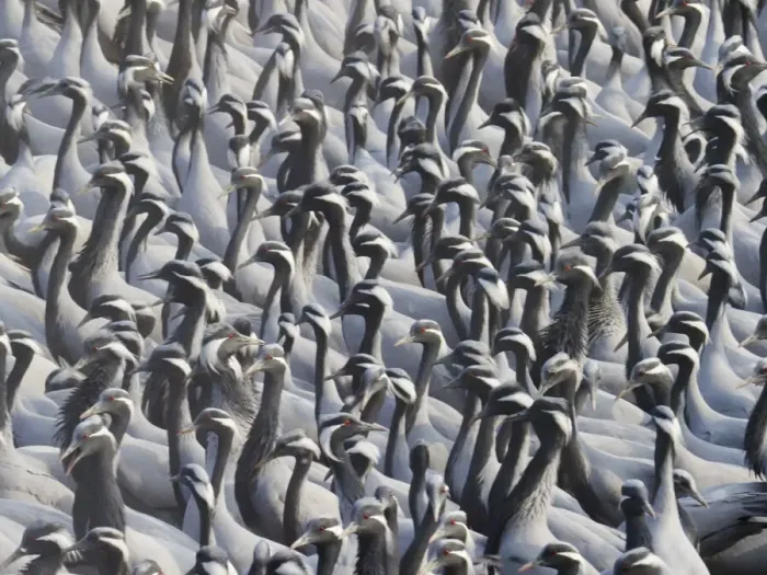 Framed Print : Demoiselle Crane - Massed flock at feeding station Grus virgo Khichan, Rajasthan, India BI032793 Framed Print : Demoiselle Crane - Massed flock at feeding station Grus virgo Khichan, Rajasthan, India BI032793