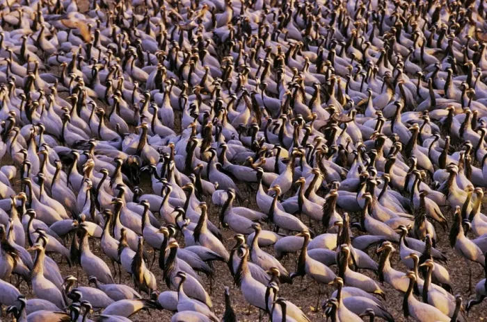 Framed Print : Demoiselle Cranes - at feeding ground - Jodphpur Framed Print : Demoiselle Cranes - at feeding ground - Jodphpur