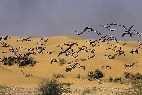 Demoiselle Cranes - in flight in desert Jodhpur, India