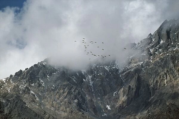 Demoiselle Cranes - in flight over Himalayas Nepal. Migration