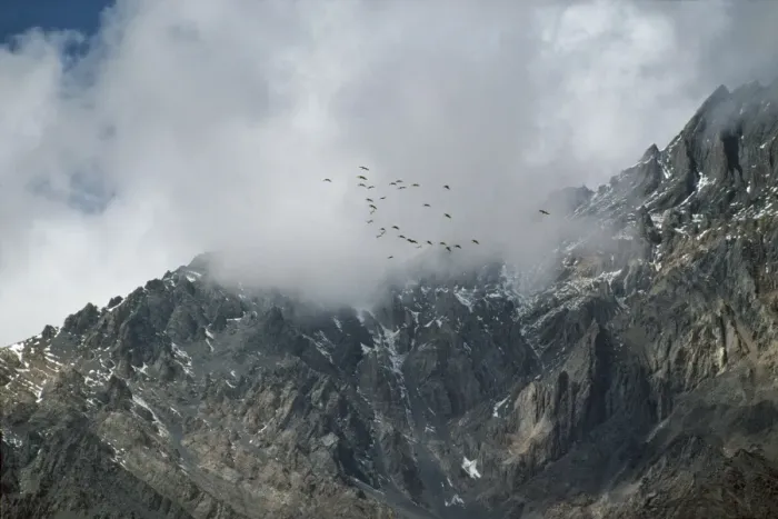 Framed Print : Demoiselle Cranes - in flight over Himalayas Nepal. Migration Framed Print : Demoiselle Cranes - in flight over Himalayas Nepal. Migration