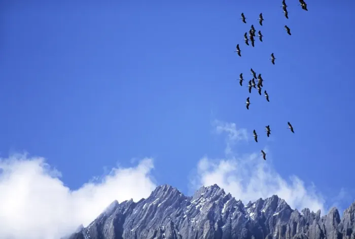 Framed Print : Demoiselle Cranes - in flight over mountains - Nepal Framed Print : Demoiselle Cranes - in flight over mountains - Nepal