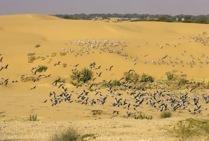 Framed Print : Demoiselle Cranes - flock in the desert. Jodhpur, India Framed Print : Demoiselle Cranes - flock in the desert. Jodhpur, India