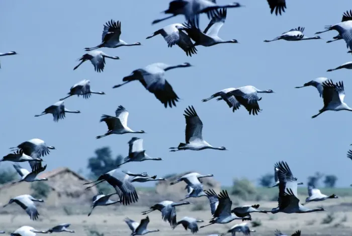 Framed Print : Demoiselle Cranes - India