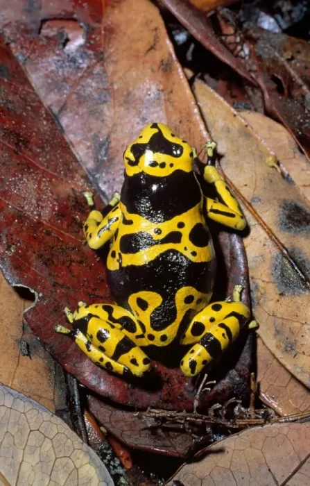 Framed Print : Dendrobatid Poison dart Frog (Dendrobates leucomelas), Venezuela, South America Framed Print : Dendrobatid Poison dart Frog (Dendrobates leucomelas), Venezuela, South America