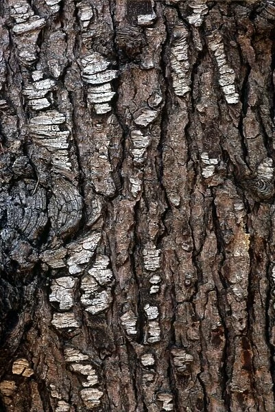 Deodar Cedar - bark