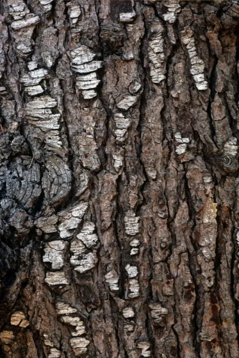 Framed Print : Deodar Cedar - bark Framed Print : Deodar Cedar - bark