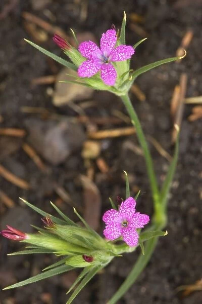 Deptford pink (Dianthus armeria); now rare in the UK