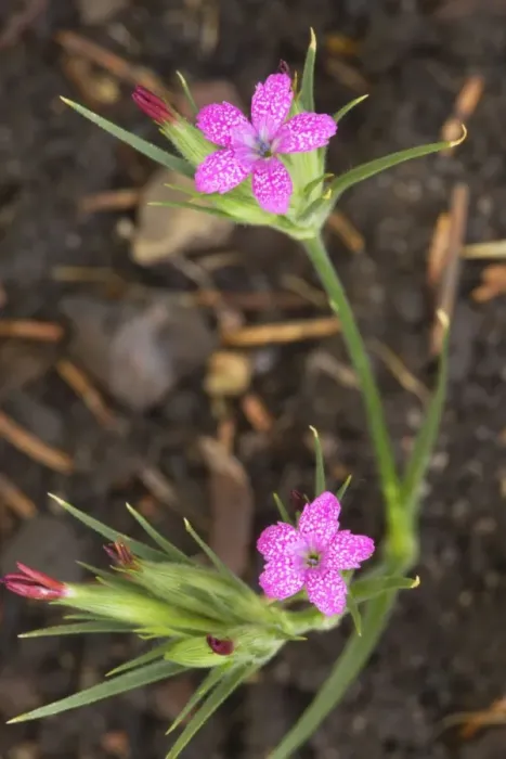 Framed Print : Deptford pink (Dianthus armeria); now rare in the UK Framed Print : Deptford pink (Dianthus armeria); now rare in the UK
