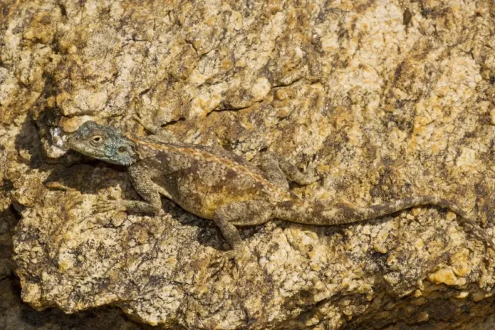 Framed Print : desert Agama lizard, the Southern Rock Agama - Goegap, Namaqualand, South Africa
