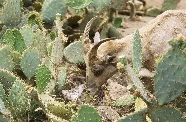 Desert Bighorn Sheep - female, eating Prickly Pear Cactus