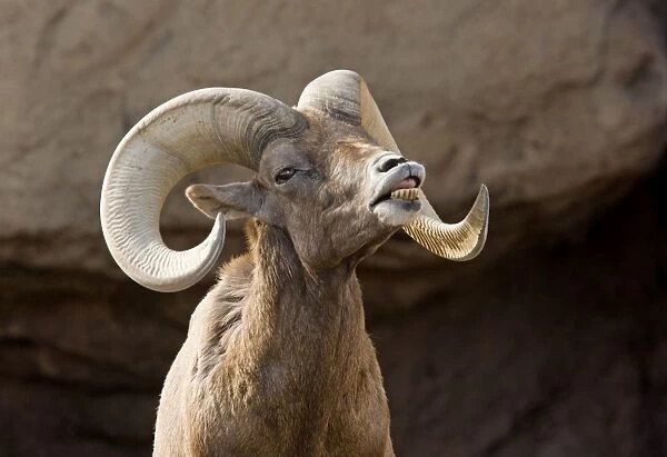 Desert Bighorn Sheep - male on heat, scenting female