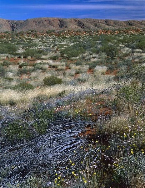Desert in bloom - with Annual yellowtop (Senecio gregorii) and Davenport Daisy (Helichrysum davenporti) - near Gibson Desert, Western Australia JPF45282