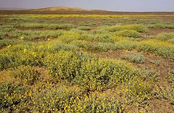 The desert in bloom. Mass of flowers, mainly a buttonweed Cotula cinerea, in the Moroccan Sahara Desert, after very wet winter (spring 2009). Near Merzouga, Morocco