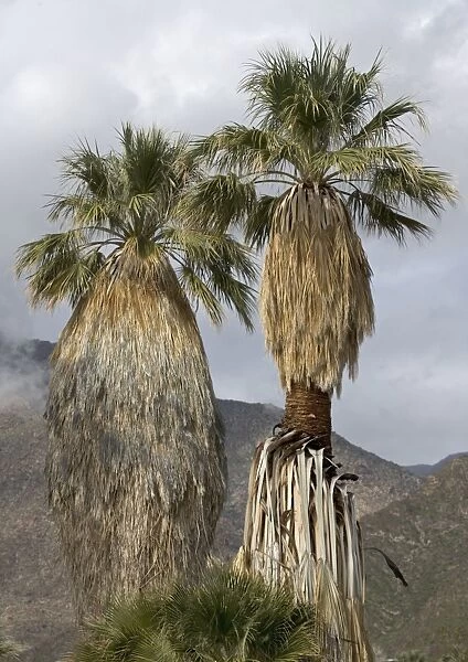 Desert  /  Californian Fan Palms