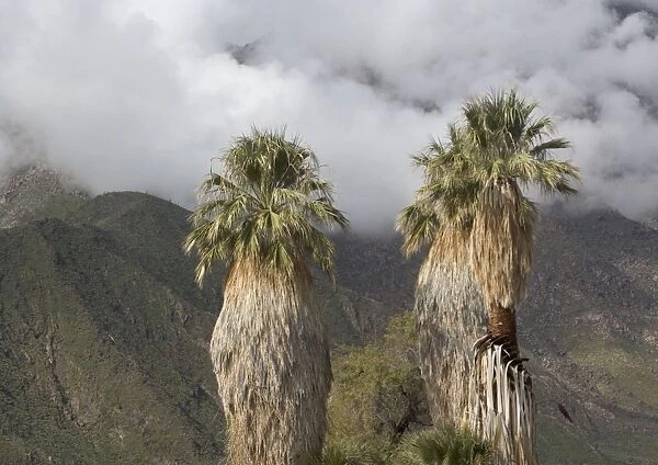 Desert  /  Californian Fan Palms