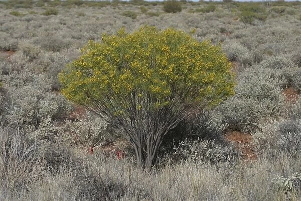 Desert Cassia North of Marla, South Australia, Australia