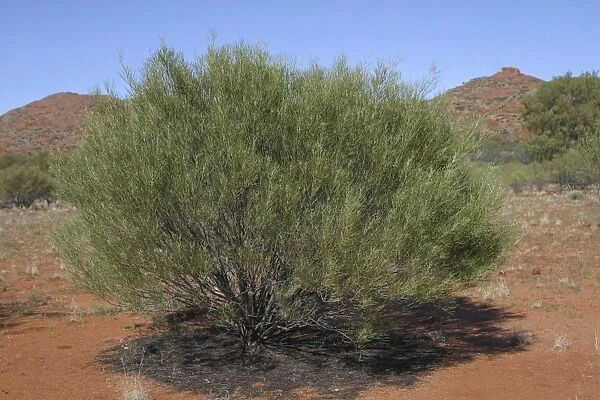 Desert Cassia Typical arid land shrub