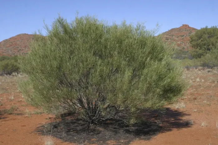 Framed Print : Desert Cassia Typical arid land shrub Framed Print : Desert Cassia Typical arid land shrub