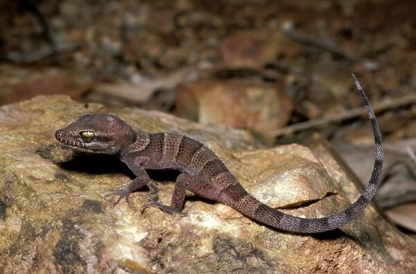 Desert cave gecko  /  prickly-gecko
