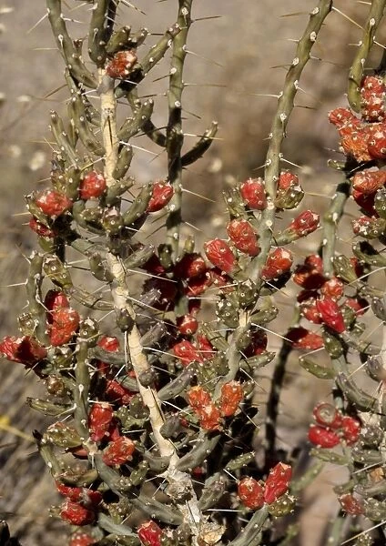 Desert Christmas Cactus - in fruit, winter New Mexico, USA
