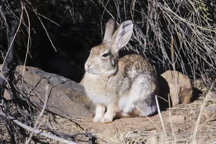 Framed Print : Desert Cottontail Framed Print : Desert Cottontail