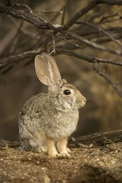 Desert Cottontail - Arizona-Sonoran desert - Habitat is grassland to creosote brushes and deserts - Ranges from California to Texas and E Montana to SW North Dakota - Chief foods are grasses-mesquite and cactus