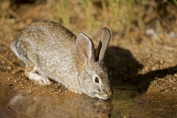 Desert Cottontail - Drinking from temporary pool