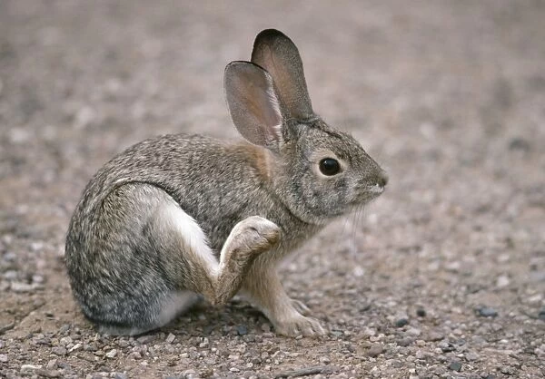 Desert Cottontail Rabbit - Scratching with hind-leg. SW Desert, North America