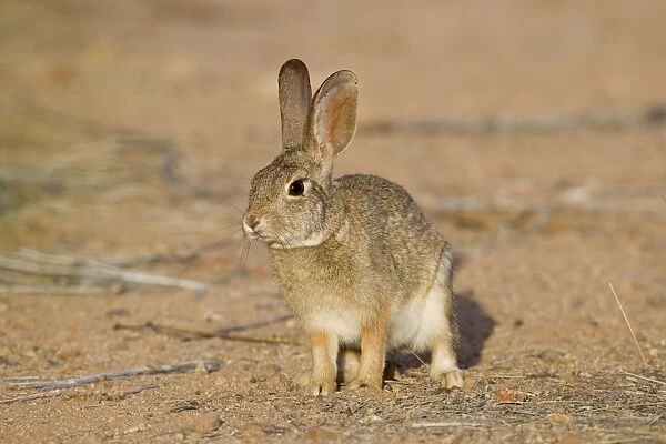 Desert Cottontail Rabbit - Southeast Arizona - April - USA