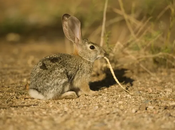 Framed Print : Desert Cottontail (Sylvilagus auduboni) - Arizona-Sonoran desert - Habitat is grassland to creosote brushes and deserts - Ranges from California to Texas and E Montana to SW North Dakota - Chief foods are grasses-mesquite and cactus Framed Print : Desert Cottontail (Sylvilagus auduboni) - Arizona-Sonoran desert - Habitat is grassland to creosote brushes and deserts - Ranges from California to Texas and E Montana to SW North Dakota - Chief foods are grasses-mesquite and cactus